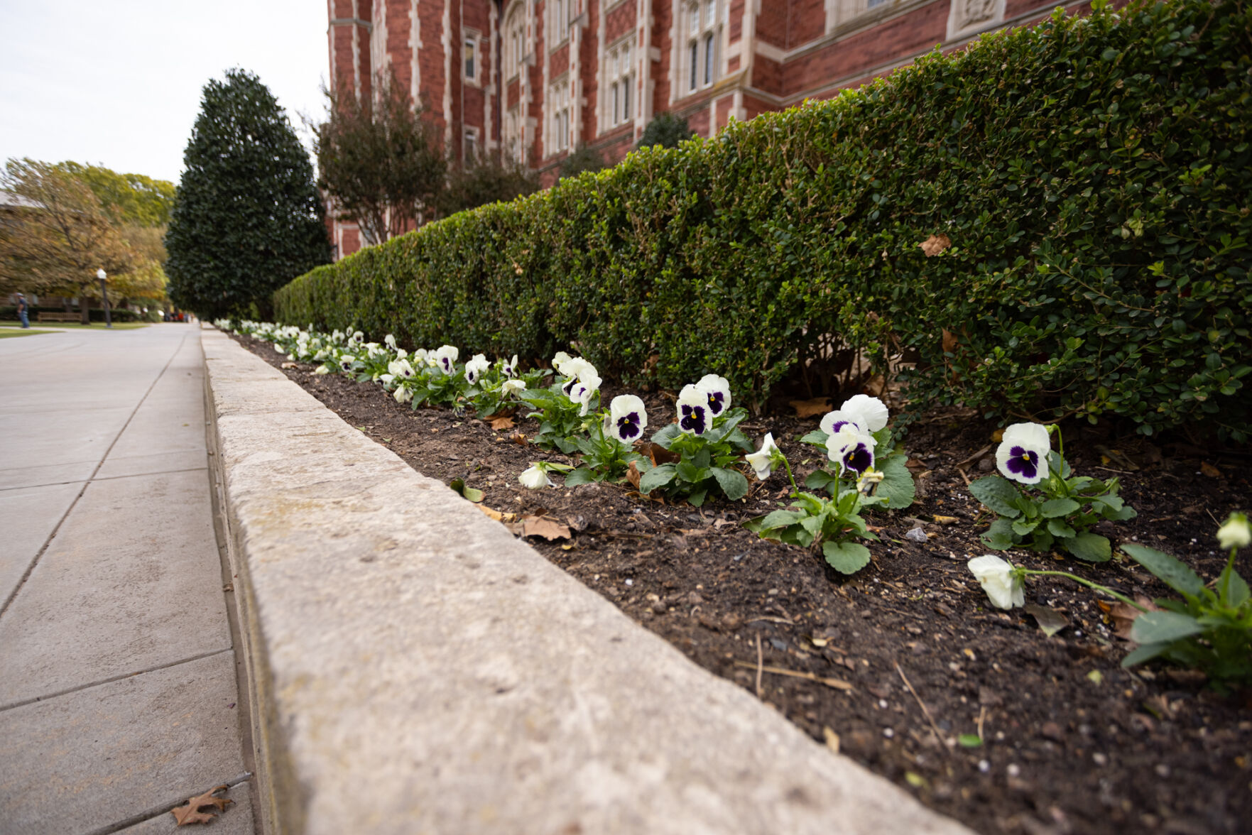 Evans Hall pansies